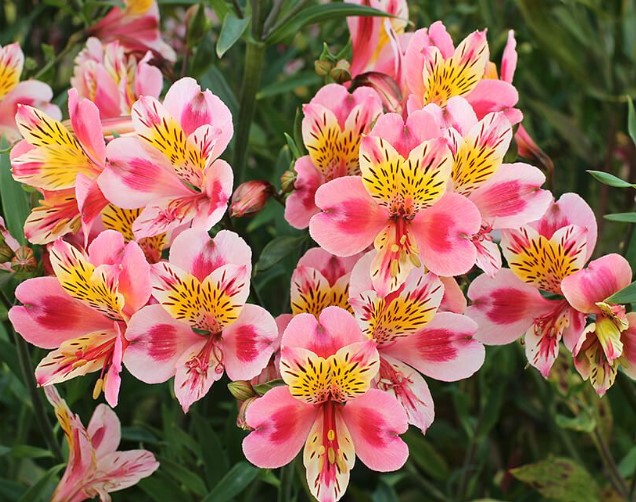 Alstroemeria flower care