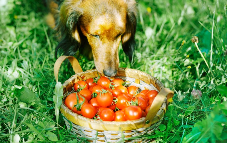 Can Dogs Eat Tomatoes