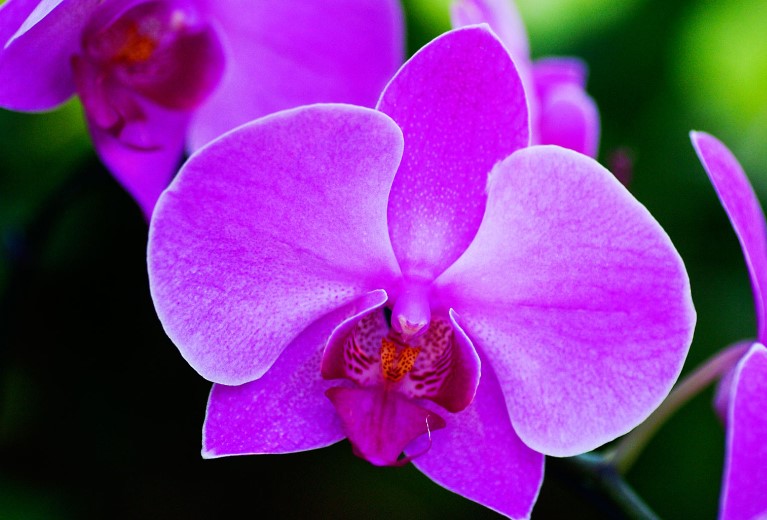 Orchid Flower Care and Meaning