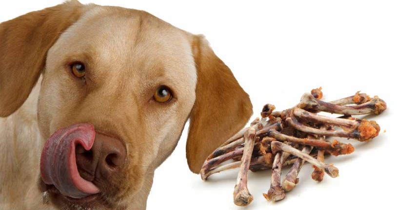 Is Orchid Food Poisonous to Dogs