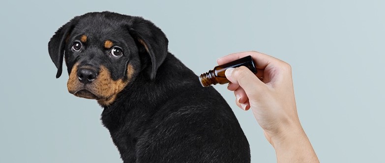 Is Peppermint Safe For Dogs