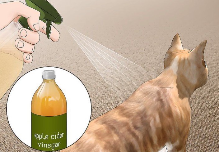 Natural Remedies For Killing Fleas on Cats