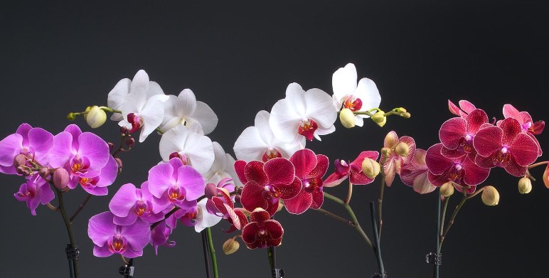 Orchid Flower Care and Meaning