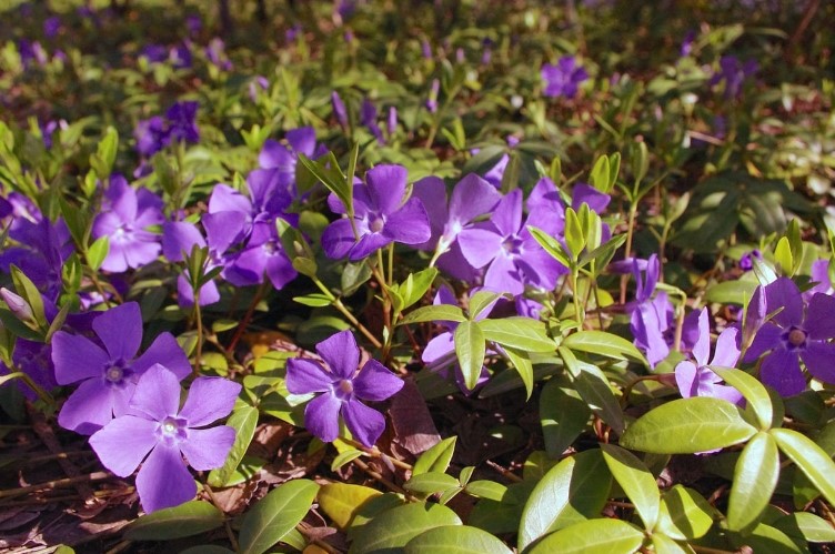 Periwinkle Flower Care and Meaning