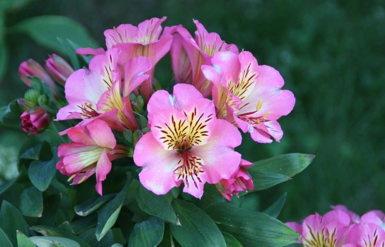 The Meaning of an Alstroemeria Flower