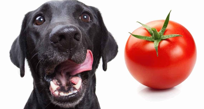 Can Dogs Eat Tomatoes