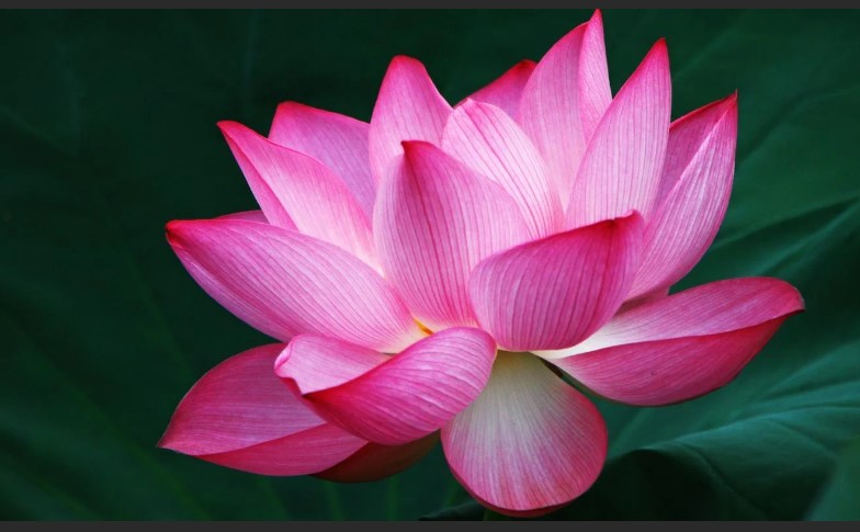 What Does a Lotus Flower Mean