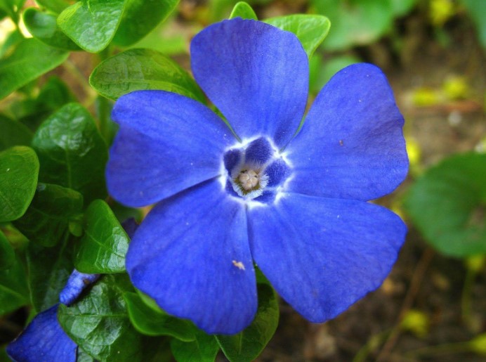 Periwinkle Flower Care and Meaning