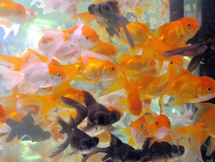 How Long Can Goldfish Go Without Food