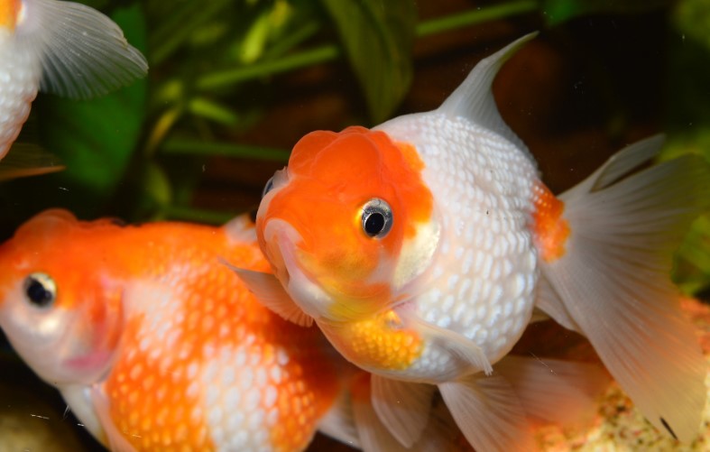 How Long Can Goldfish Go Without Food