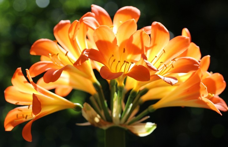 Clivia - The Natal Lily