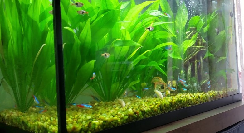 What is the best beginner plants aquarium?