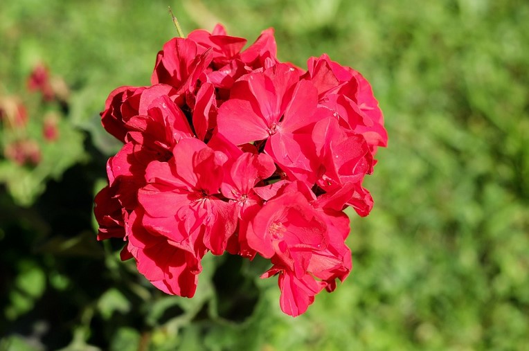 The Benefits of the Geranium Flower