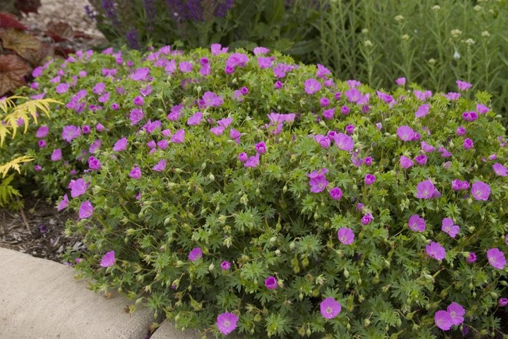 Are geranium flowers medicinal?